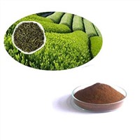 Green Tea Extract Powder from Haokang Bio-Tech