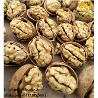 AAA China High Quality Walnut Inshell