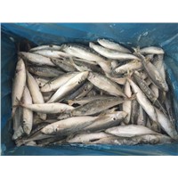 Sardine Fish for Canning &amp;amp; Bait