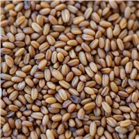 Organic Camelina Seeds for Sale