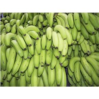 Green &amp;amp; Fresh Banana for Sale