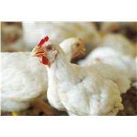 Xylanase or NSP Enzyme for Animal Nutrition Feed