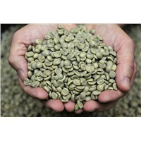 Raw Organic Arabica Coffee Beans