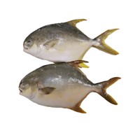 Gain Ocean Food Farm Raised Seafood Available Size Frozen Whole Golden Pompano Fish