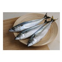 New Caught High Quality Frozen Pacific Mackerel Fish
