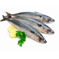 Frozen Pacific Mackerel Fish for Sea Food Suppliers in China
