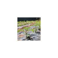 100% Biodegradable Plastic Mulch Film for Agriculture &amp;amp; Gardening Agricultural Films Agricultural