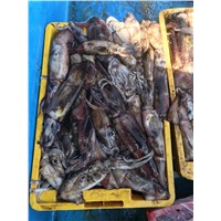Frozen Wr Black Squid from Nghi Son Foods Group