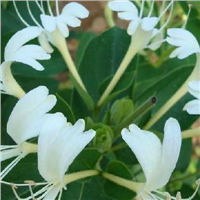 Anti Inflammatory Honeysuckle Flower Extract 5% Chlorogenic Acid Lonicera Japo