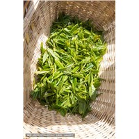 Southern Yue Yunwu Tea Hunan Green