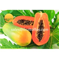 We Are Supplying Papaya Originally Come from Vietnam with High Quality