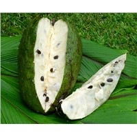 Suppliers of Soursop-Annona Muricata Dried Fruits