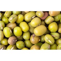Mung Bean Green Mung Beans Price