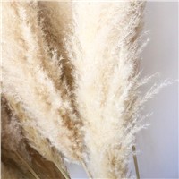 Fast Shipping Decorative Flowers &amp;amp; Wreaths Super Tall Natural Fluffy Large Dried Pampas Grass Cream Beige Pampas Grass