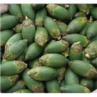 Frozen Betel Nuts from Jambi Indonesia with Best Quality for Export
