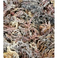 Dried Eucheuma Cottonii Seaweed