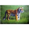 Oil painting(tiger)