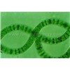 Spiral Algae, Chitin Chitosan