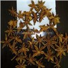 Sell star aniseed