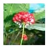 Ginseng Berry Extract