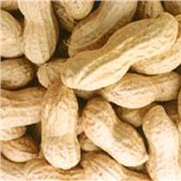 blanched peanut peanut in shell