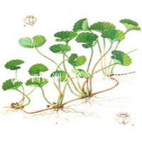 centella asiatic