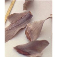 Dried Sharkfin