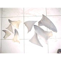 DRIED SHARK FISH & FISH MAWS & DRIED TORTOISE EDGE