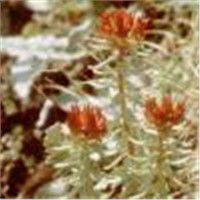 Rhodiola Rosea Plant Extract