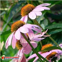 Echinacea Purpurea Extract