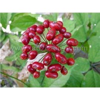 Ginseng Berry Extract for Diabetic