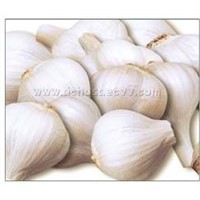 Fresh-kept Garlic