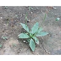 Asiatic Plantain Herb