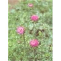 Milk Thistle P.E./Silymarin