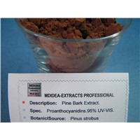 Pine Bark Extract.Oligomeric Proanthocyanidins.