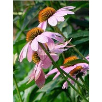 Echinacea Purpurea Extract