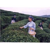 green Tea -- Mountain LUSHAN