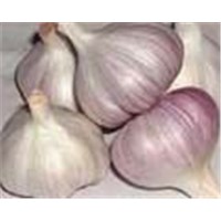 supply Chinese fresh garlic Crop 2004 with good quality