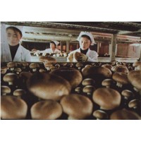 other mushrooms