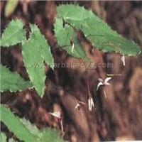 Epimedium Leaf Extract Powder
