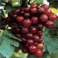 Grape Seed Extract Powder