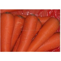 Fresh Carrot to sell.