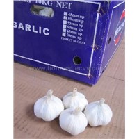 Pure White Garlic in Carton