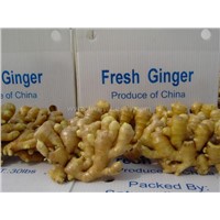 FRESH AND AIR-DRIED GINGER