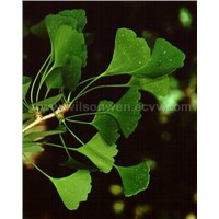 Ginkgo Biloba Extract