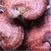 Reishi Mushroom Extract