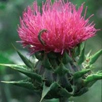 Milk Thistle Extract Powder