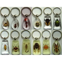 Insect Key Chain  like amber(real insect)
