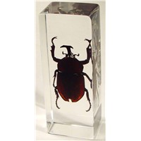 real insect paperweight--Real nature