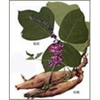 Pueraria Lobata P.E. (SH007)